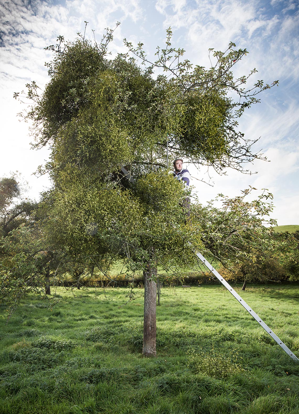 Editorial feature photography of a Farmer cutting mistletoe from apple trees in Worcestershire.