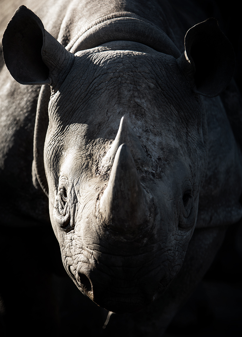 Closeup editorial portrait of a Eastern Black Rhino in the Tsavo Reserve at Chester Zoo.