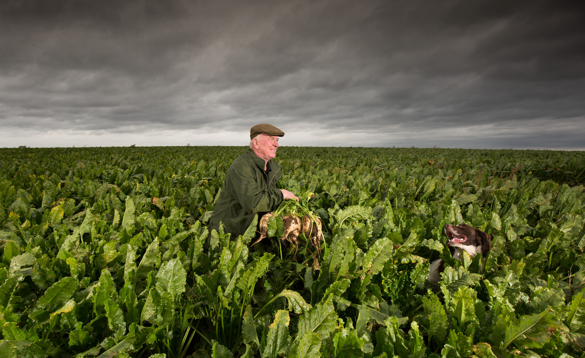 Editorial portrait of a farmer and his dog in a field of Sugar beet.